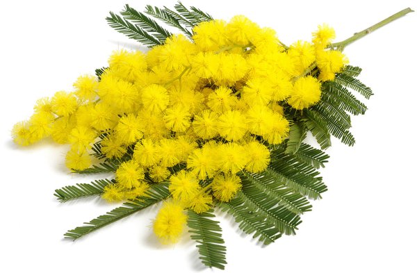 Мимоза листья срезка