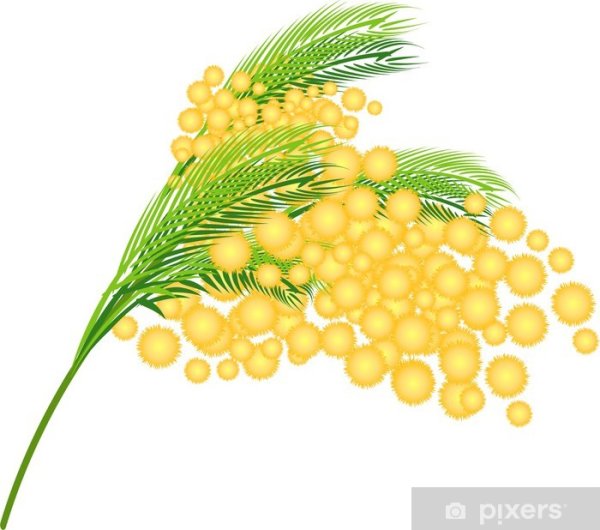 Карточки с мимозой