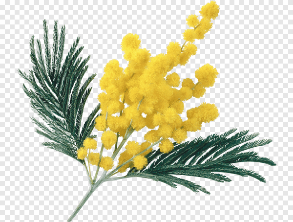 Мимоза цветок веточка