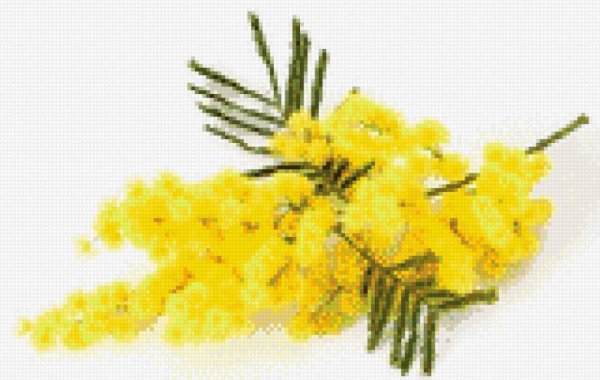 Веточка мимозы