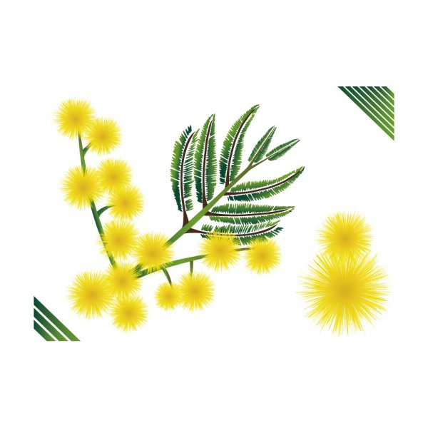 Мимоза цветок вектор