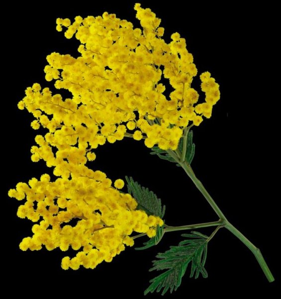 Мимоза на темном фоне