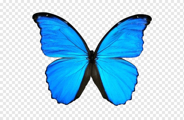 Бабочка рисунок