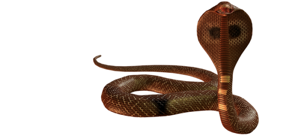 Змея на белом фоне