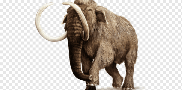 Африканский шерстистый мамонт