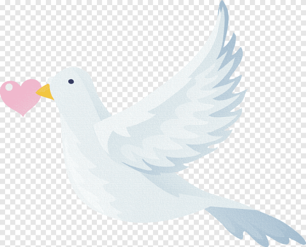 Голубь векторный