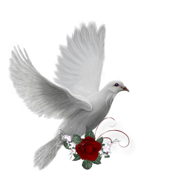 Голубь на прозрачном фоне