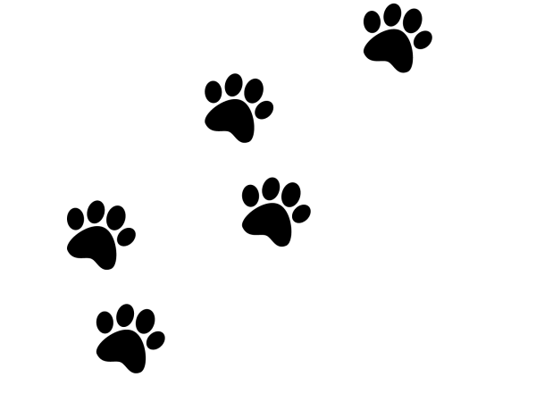 Лапки на белом фоне