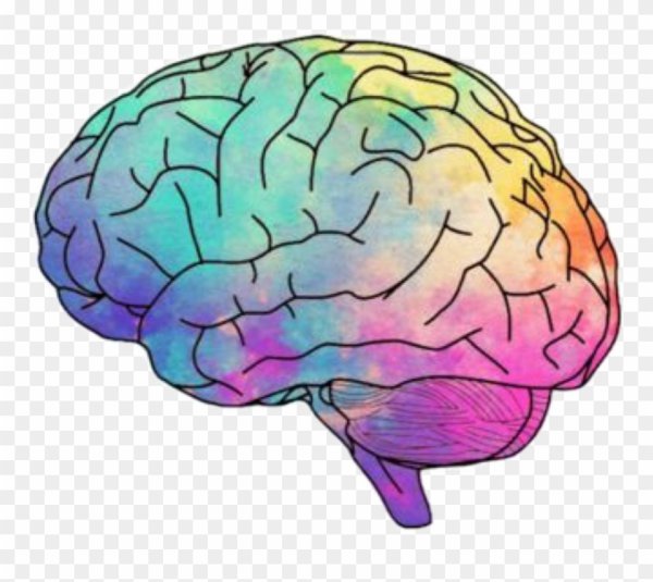 Мозг на прозрачном фоне