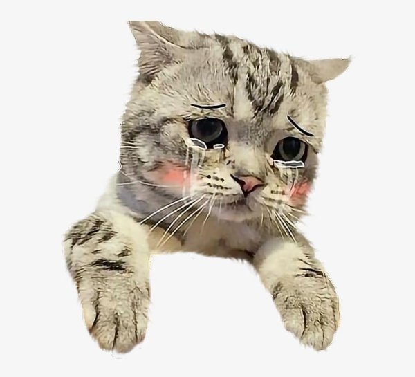 Плачущий котик