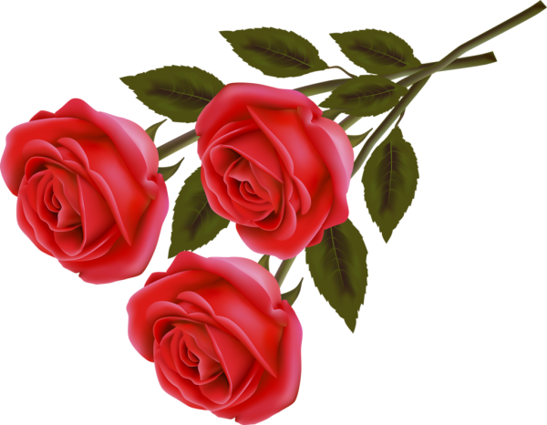 Красные розы