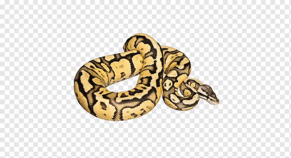 Удав на белом фоне