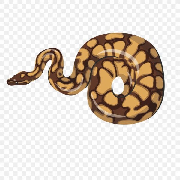 Змея длинная вектор