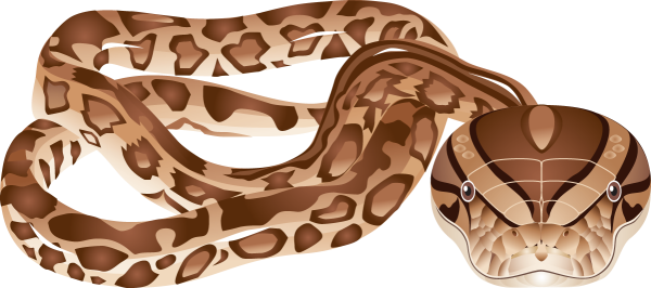 Удав на прозрачном фоне