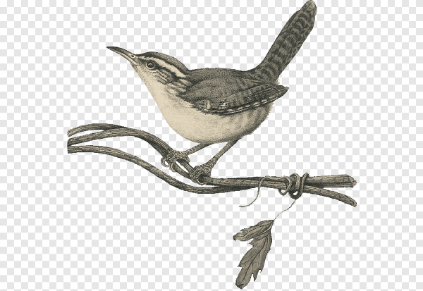 Славка на белом фоне