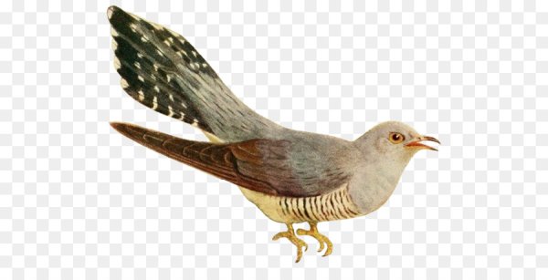 Кукушка уехала