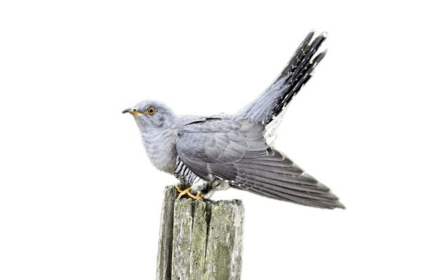 Кукушка на белом фоне