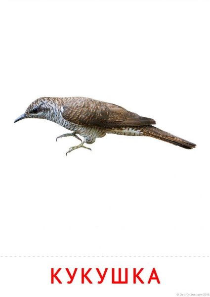 Кукушка на белом фоне
