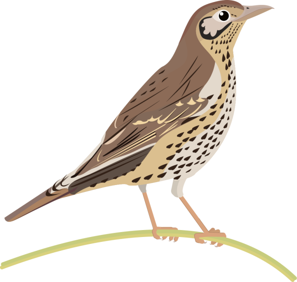 Кукушка на белом фоне