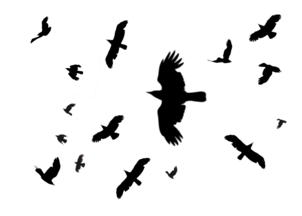 Силуэты птиц в небе