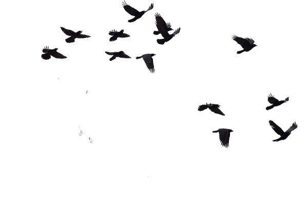 Стая ворон на белом фоне