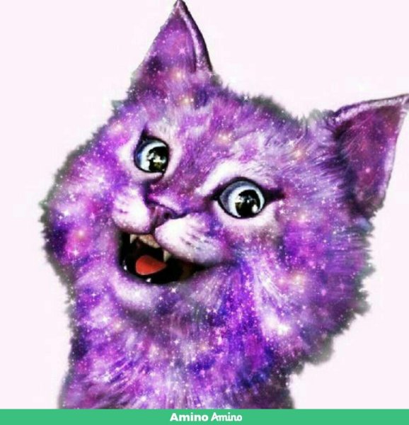 Кошка Лана и Лео