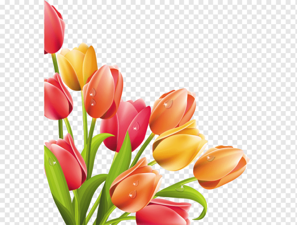 Векторные тюльпаны