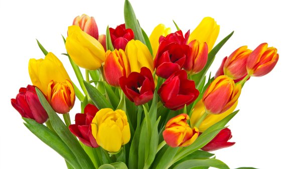 Букет тюльпанов