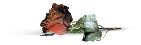 Засохшие цветы