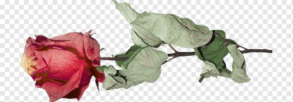 Сухая роза на белом фоне