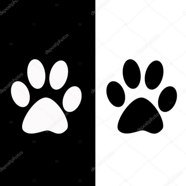 Следы кошачьих лап белые на черном фоне