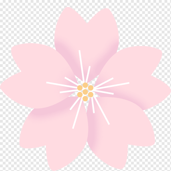 Цветы Сакуры на прозрачном фоне