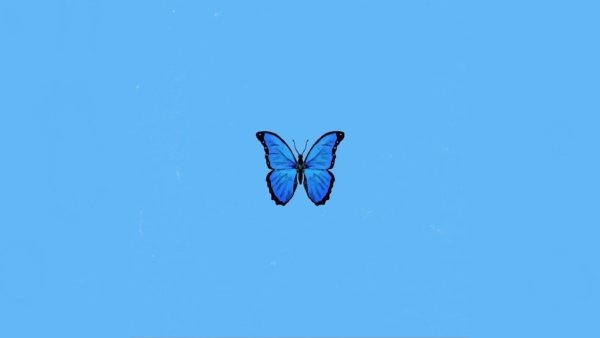 Бабочка на однотонном фоне