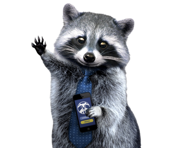 Енот на белом фоне