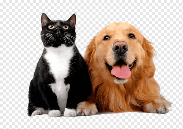 Кошка и собака без фона