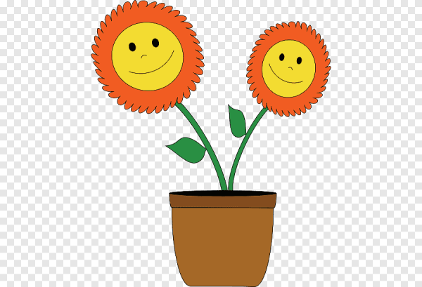 Смайлик растение в горшке