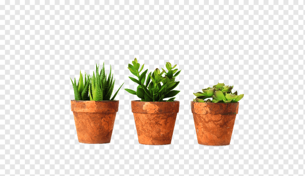 Растение в горшке