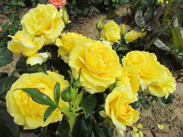 Роза Голден Эарс