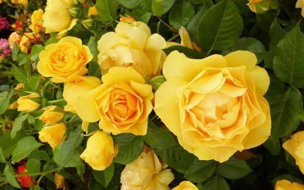 Роза флорибунда Голден