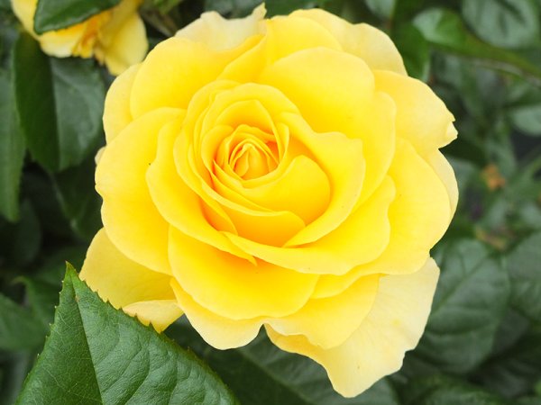 Роза Голден Смайлс флорибунда