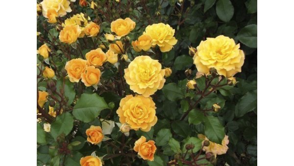 Роза Голден климбер