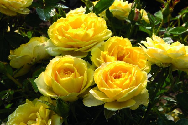 Роза миниатюрная Голд Симфони