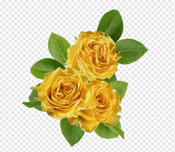 Фловерс желтые розы