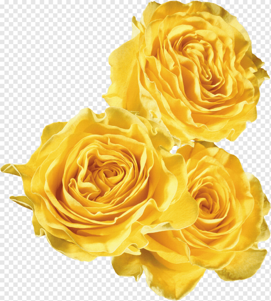 Желтые цветы на прозрачном фоне
