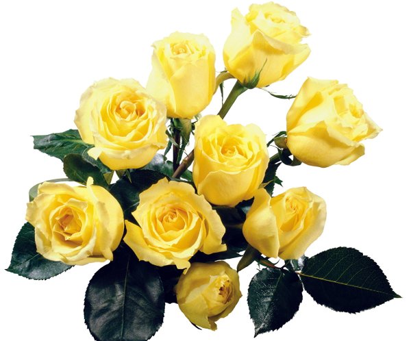 Роза Клео желтая