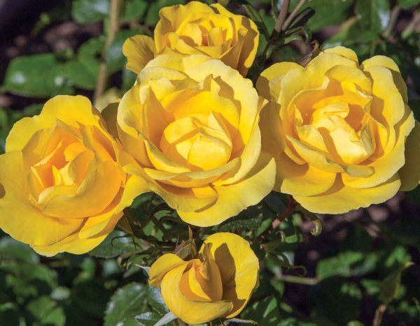 Роза флорибунда Голден дримс