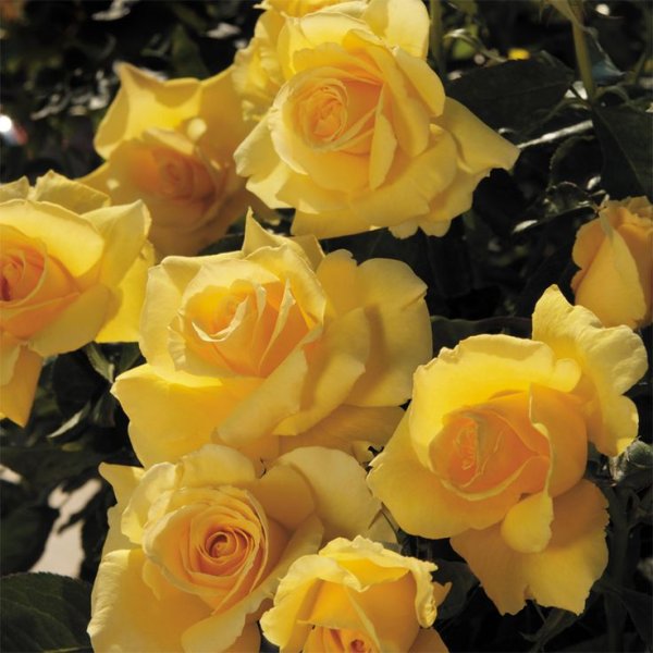 Жёлтая роза флорибунда Голден