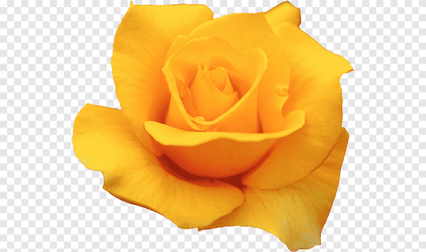 Желто розовые цветы на прозрачном фоне