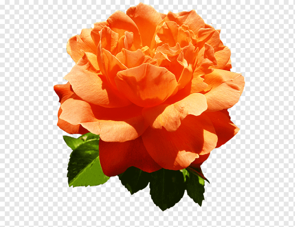 Оранжевая роза на прозрачном фоне