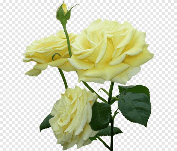 Садовые розы